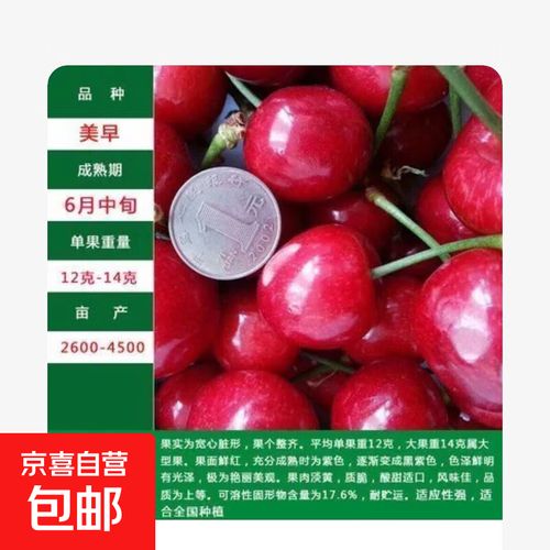 郴州美早樱桃苗品种有何特点?-图1 郴州美早樱桃苗品种有何特点?-图1