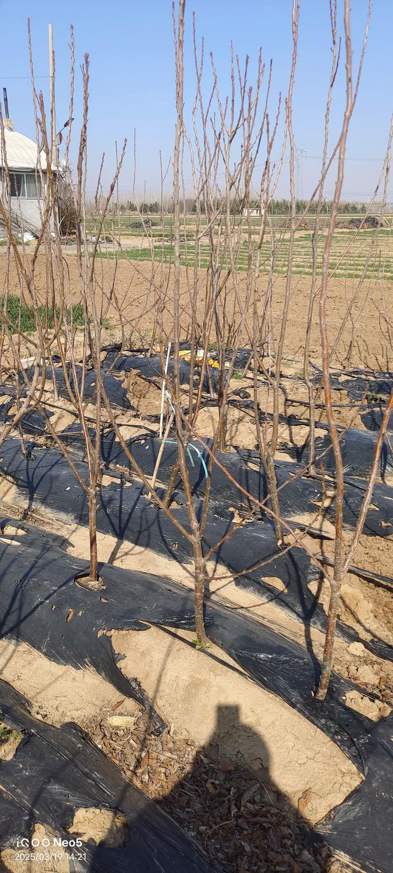 郴州美早樱桃苗品种有何特点?-图2 郴州美早樱桃苗品种有何特点?-图2