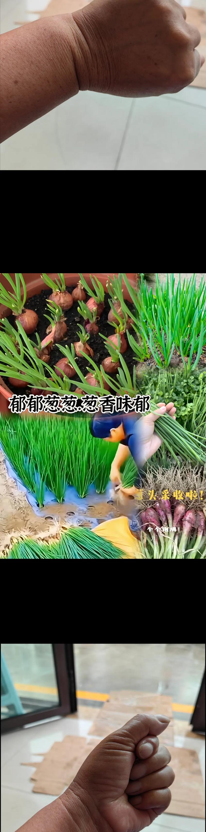 过年卖葱，种哪个品种最赚钱？-图3