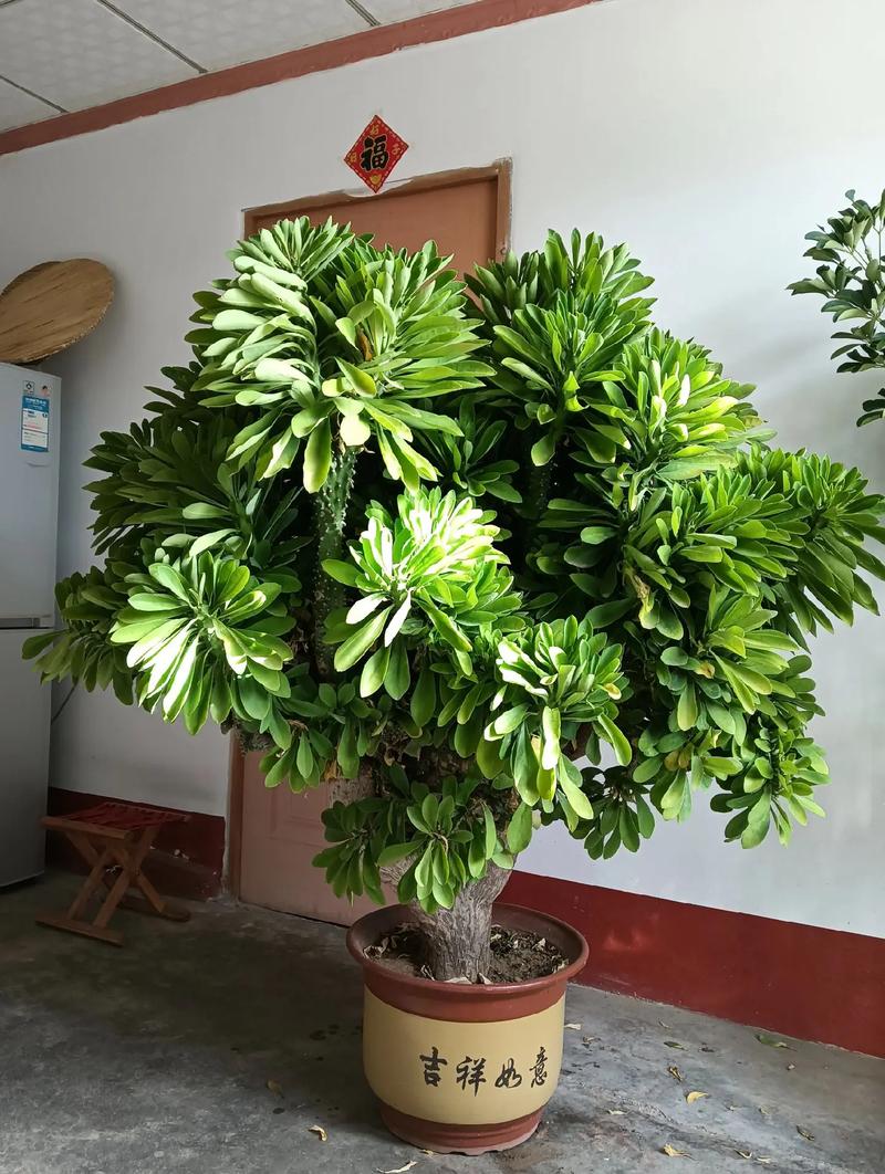 盆栽紫金麒麟是什么品种-图1