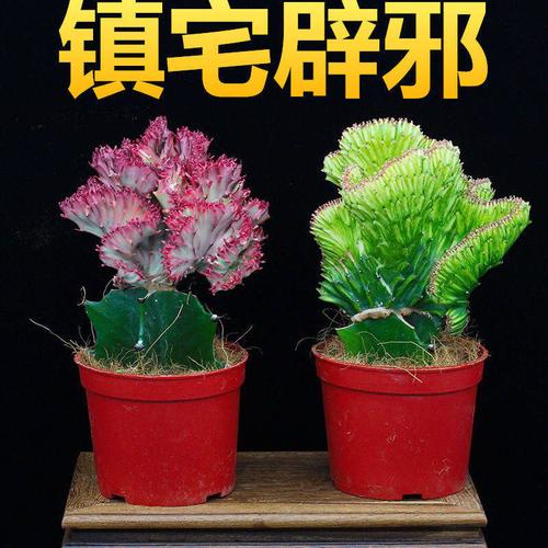 盆栽紫金麒麟是什么品种-图2