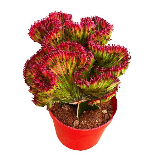 盆栽紫金麒麟是什么品种-图3