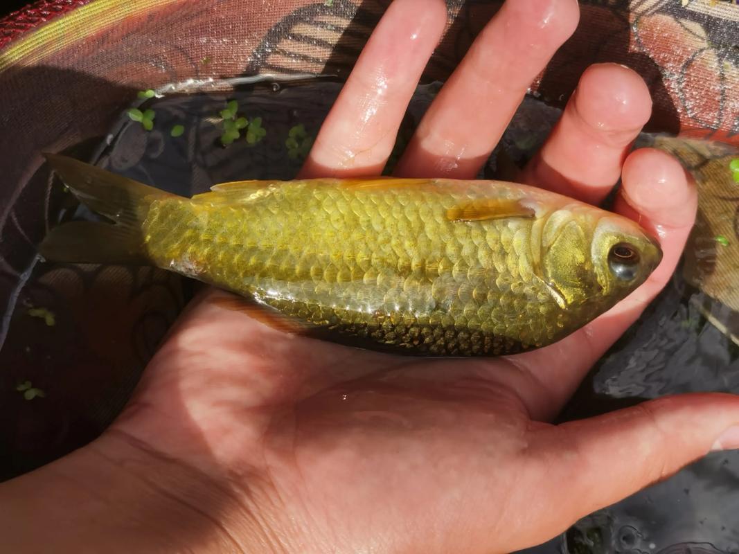 2025黄金鲫养殖技术-图3 2025黄金鲫养殖技术-图3