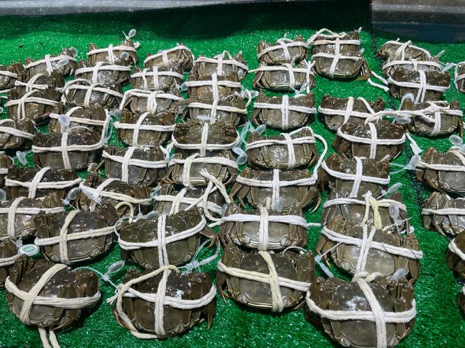 大闸蟹养殖技术哪里最好？-图1