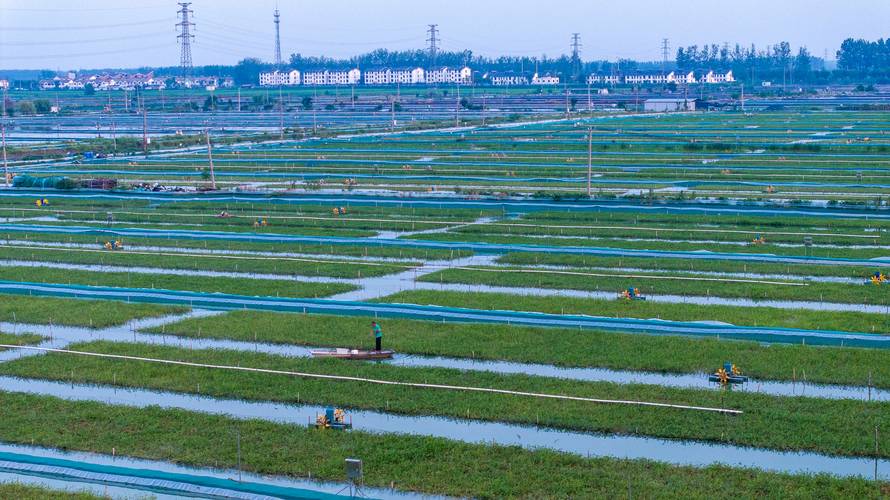 池塘养蟹种草，技术要点有哪些？-图1