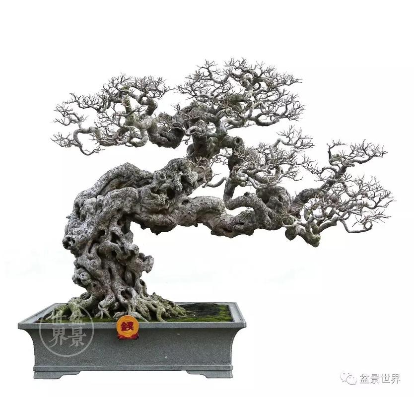 大型树桩盆景栽培 技术-图3