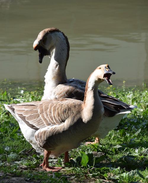 近期适合养什么品种的鹅?-图1 近期适合养什么品种的鹅?-图1