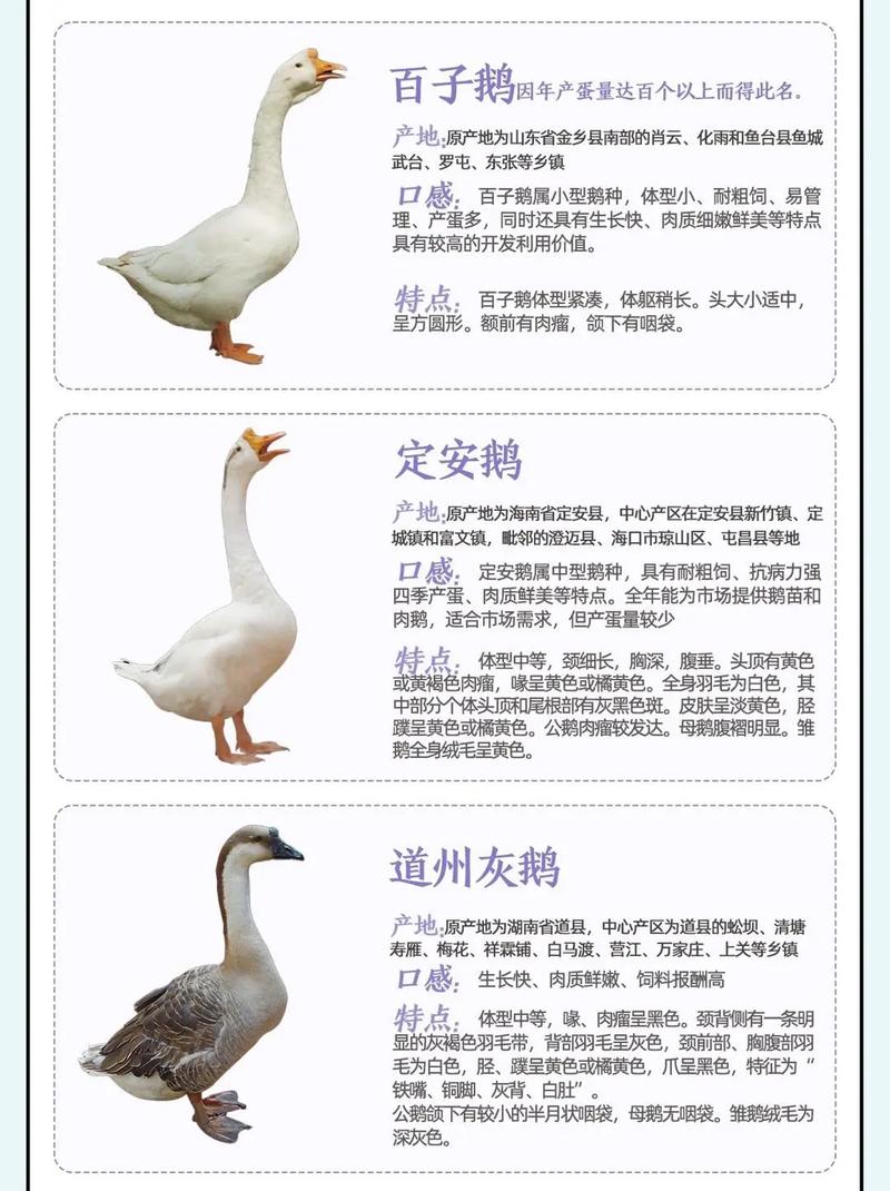 近期适合养什么品种的鹅？-图3