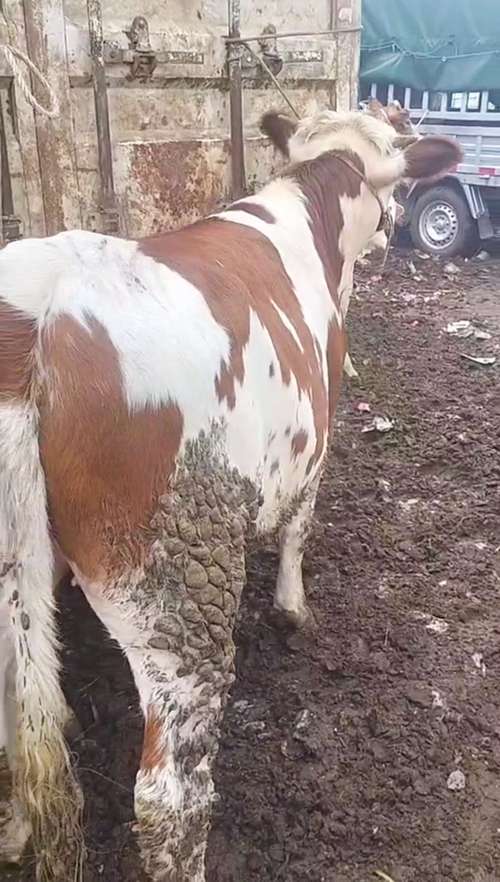 河南肉牛优良品种有哪些？-图3