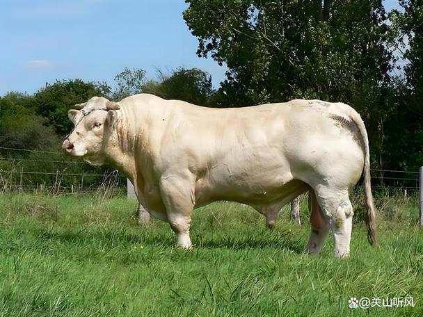 河南肉牛优良品种有哪些？-图2
