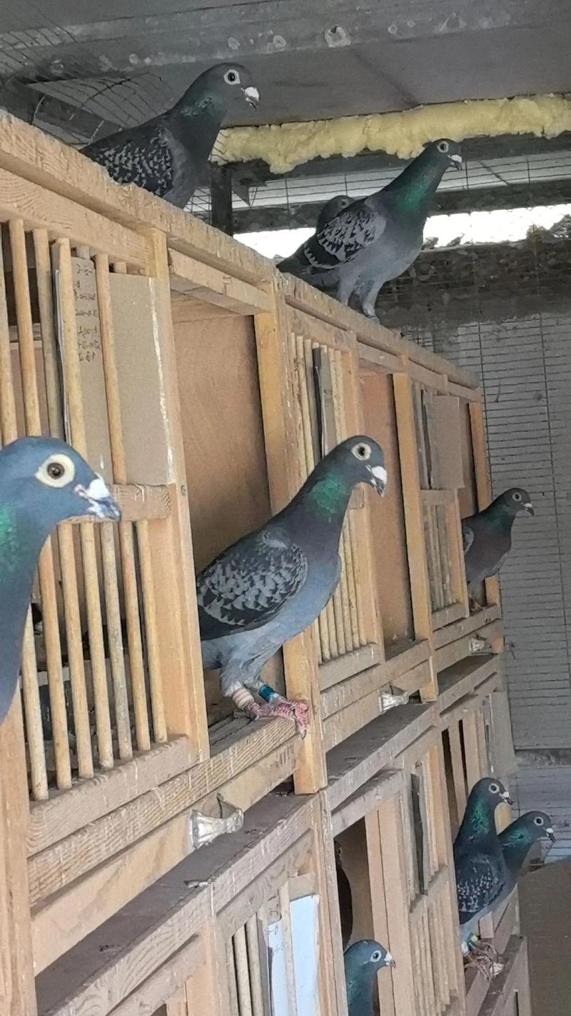 哪些鸽子品种繁殖速度最快？-图2