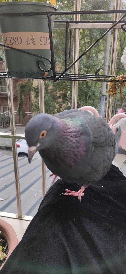 哪些鸽子品种繁殖速度最快？-图1