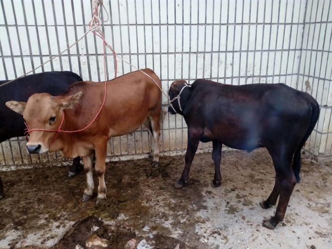 道县养牛啥品种最合适?-图1 道县养牛啥品种最合适?-图1