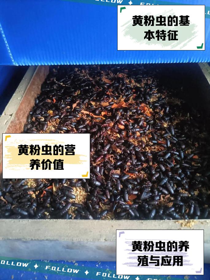 黄粉虫冬季养殖技术要点有哪些？-图2