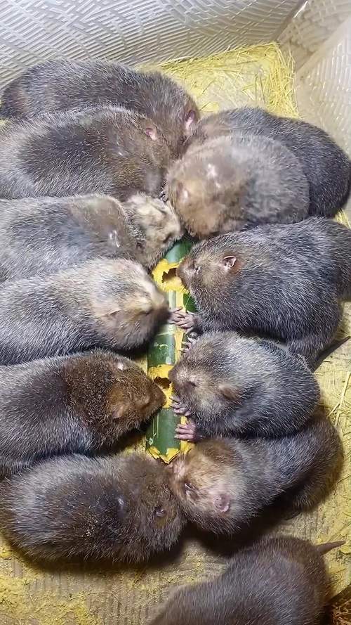 竹鼠养殖该选什么品种竹子?-图1 竹鼠养殖该选什么品种竹子?-图1