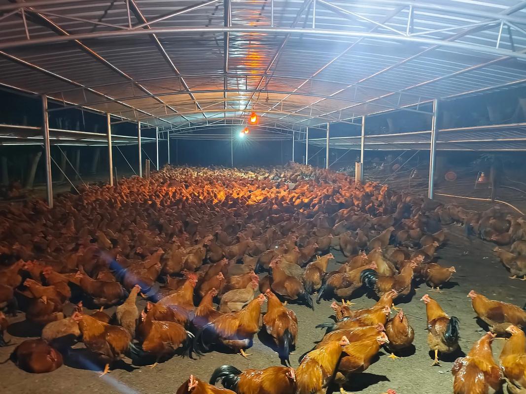 土鸡养殖技术视频，新手该如何入门？-图2