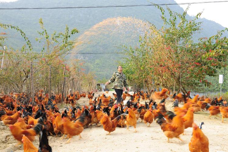 土鸡养殖技术视频，新手该如何入门？-图3