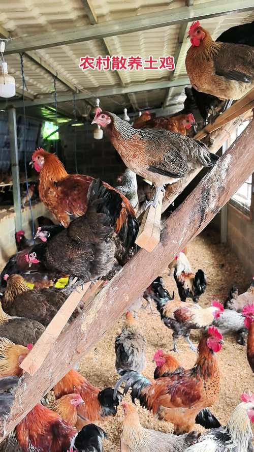 土鸡养殖技术视频，新手该如何入门？-图1
