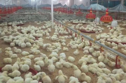 817鸡苗价格报价中心-图2 817鸡苗价格报价中心-图2