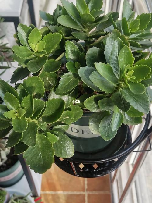 什么品种的长寿花只长不开花?-图2 什么品种的长寿花只长不开花?-图2