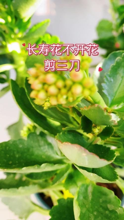 什么品种的长寿花只长不开花?-图3 什么品种的长寿花只长不开花?-图3