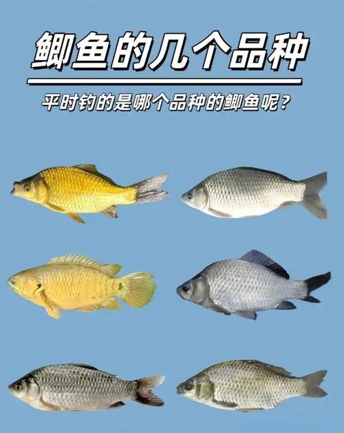 市场卖的鲫鱼是什么品种？-图3