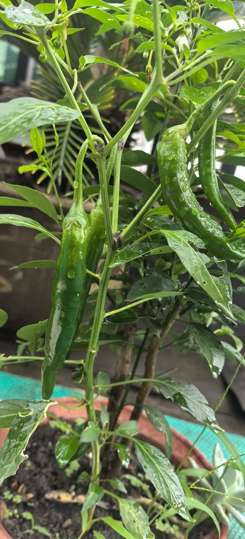 2025朝天椒价格会涨还是跌?-图2 2025朝天椒价格会涨还是跌?-图2