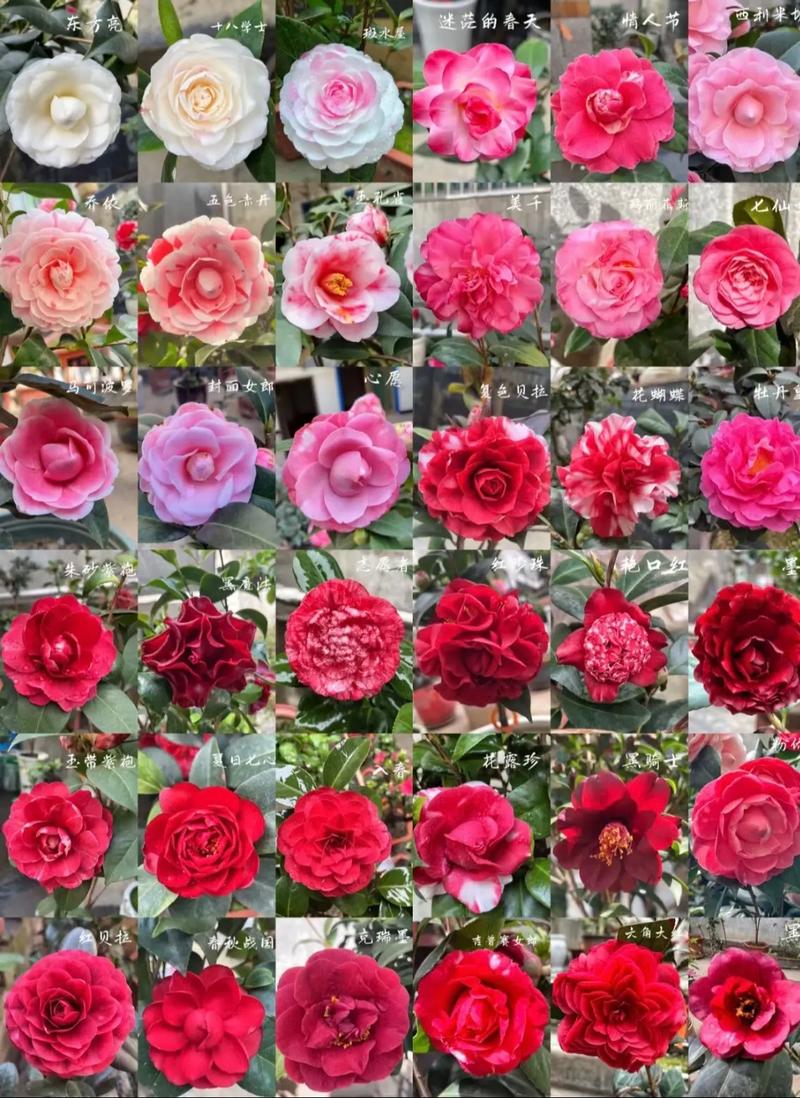 哪里买最耐强光茶花品种?-图1 哪里买最耐强光茶花品种?-图1