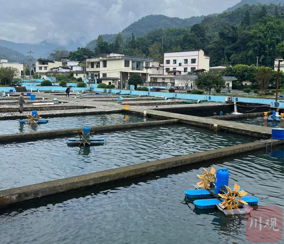 淡水养殖技术如何提升农业水产效益？-图1
