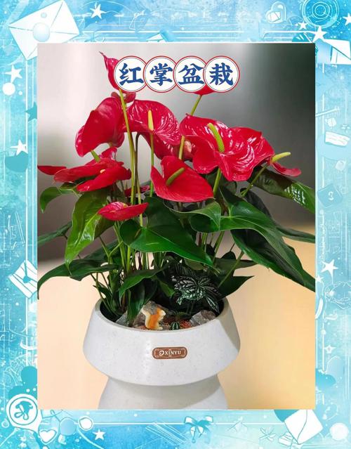 红掌品种名称大全图片有哪些常见品种？-图3