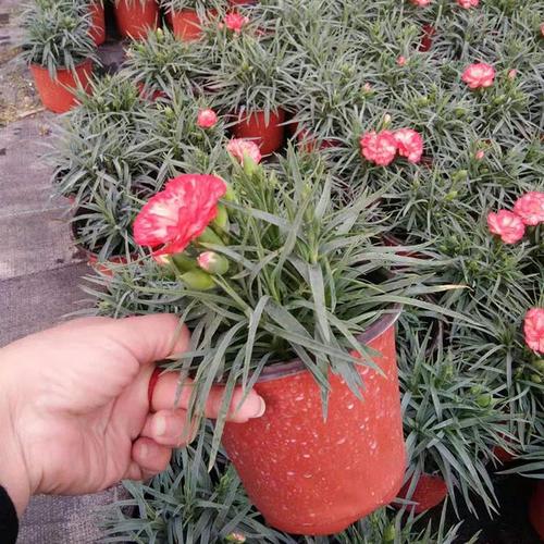 大棚花卉康乃馨种植技术-图3