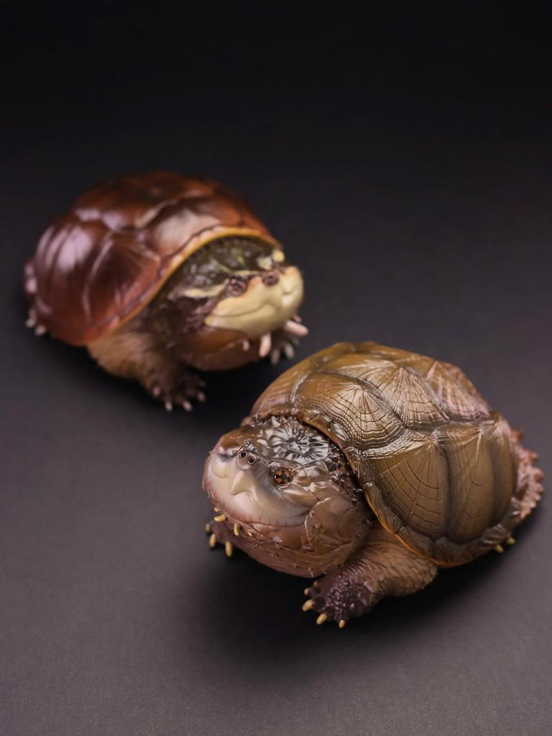 2025鳄龟的价格预测-图3 2025鳄龟的价格预测-图3