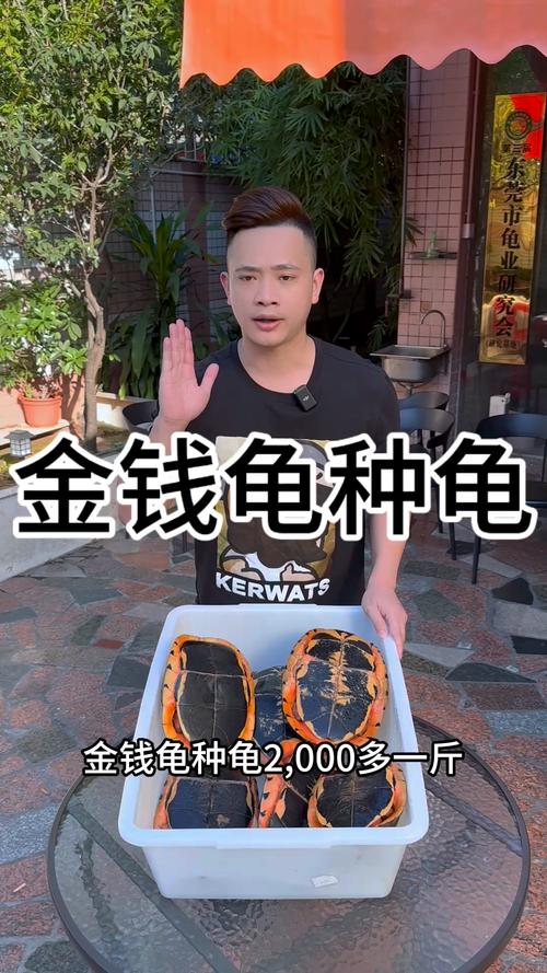 2025金钱龟幼苗价格-图2