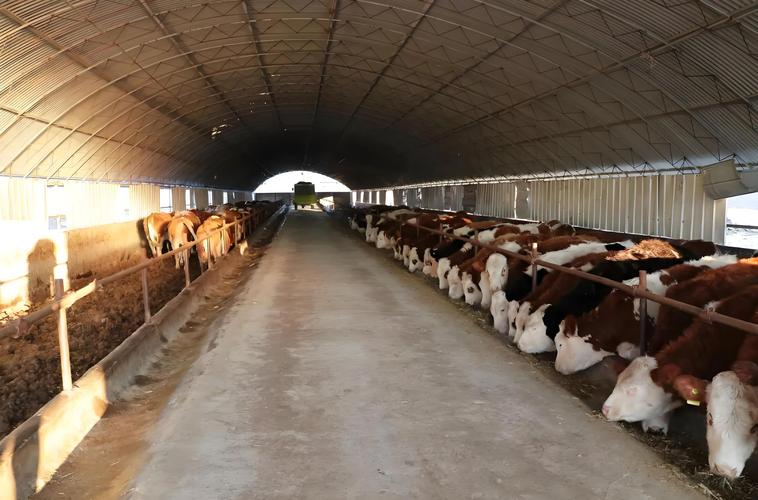 中山肉牛催肥技术有哪些关键要点?-图1 中山肉牛催肥技术有哪些关键要点?-图1