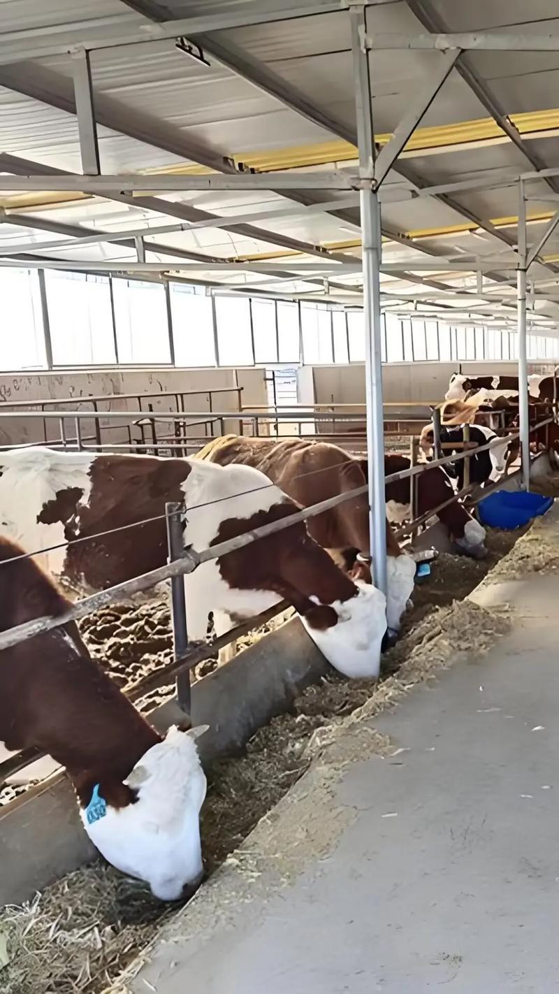 中山肉牛催肥技术有哪些关键要点？-图3