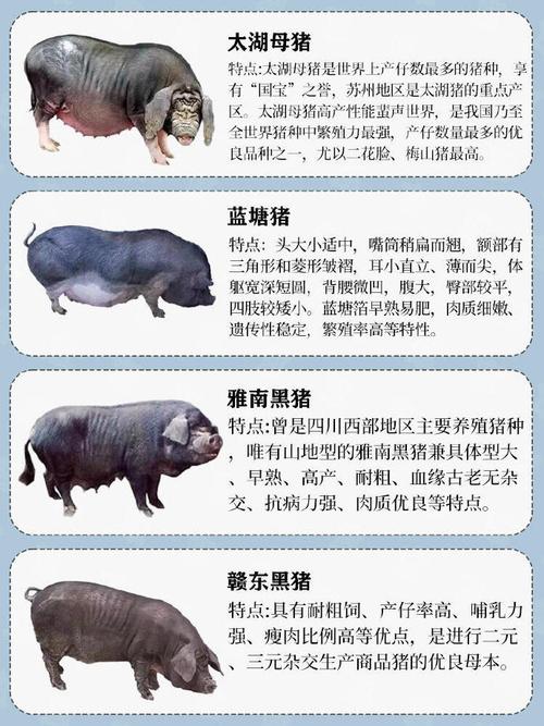 国内饲养猪的品种及特点-图3 国内饲养猪的品种及特点-图3