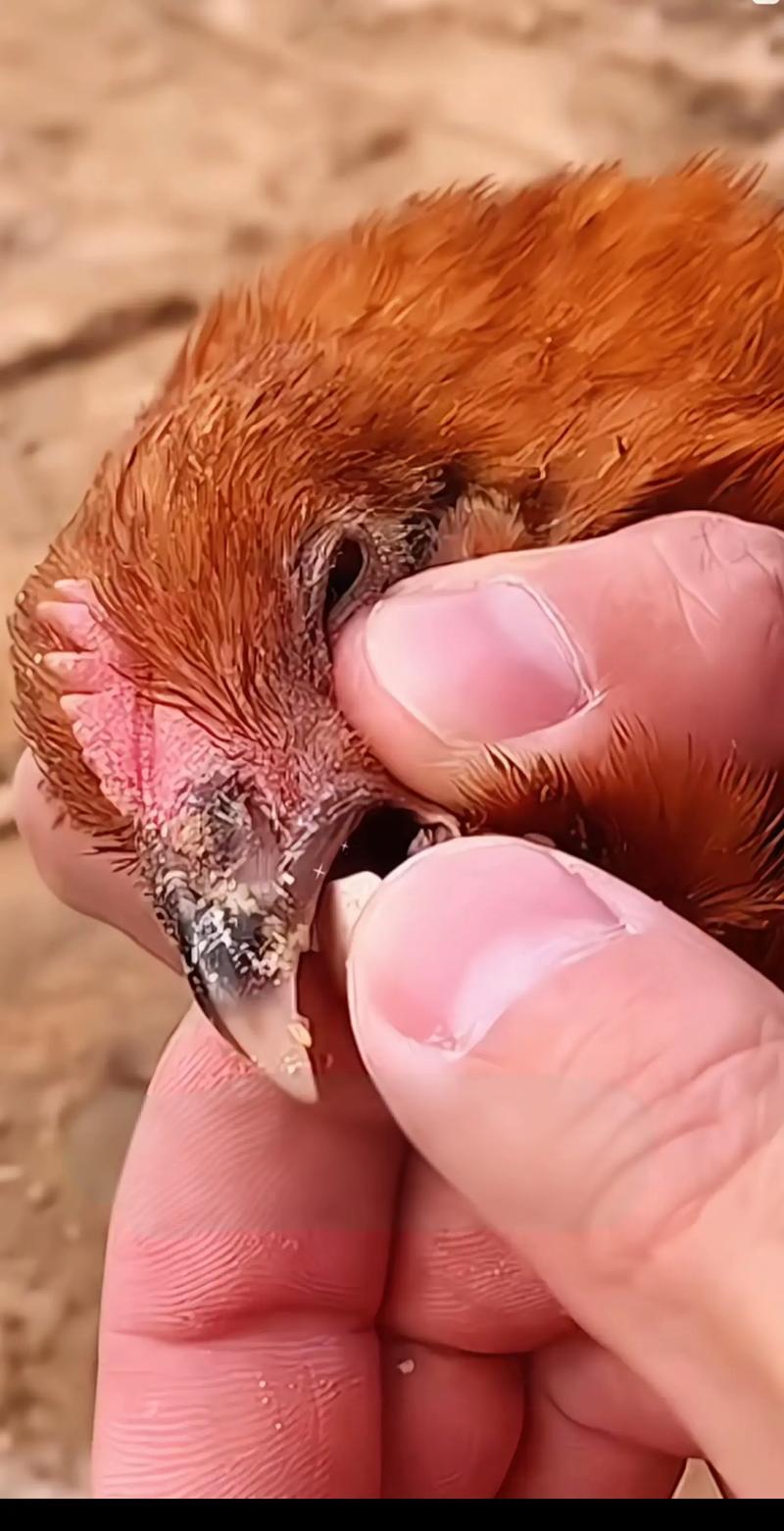 2025养鸡技术升级,核心突破在哪?-图3 2025养鸡技术升级,核心突破在哪?-图3