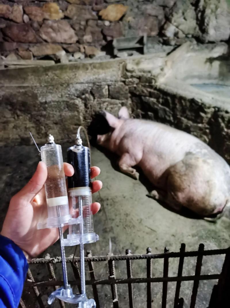 母猪产后护理技术关键点有哪些？-图1