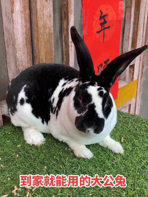 獭兔哪个品种最好养?-图1 獭兔哪个品种最好养?-图1