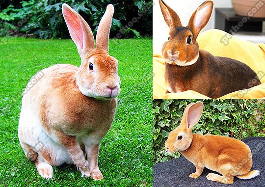 獭兔哪个品种最好养?-图3 獭兔哪个品种最好养?-图3