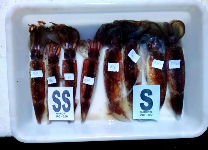 2025年阿根廷鱿鱼价格会涨还是跌？-图3