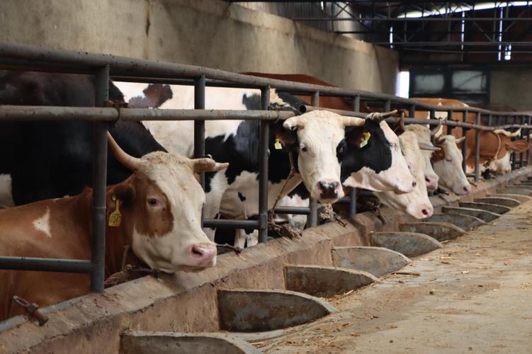 重庆肉牛催肥,养牛技术有何秘诀?-图1 重庆肉牛催肥,养牛技术有何秘诀?-图1