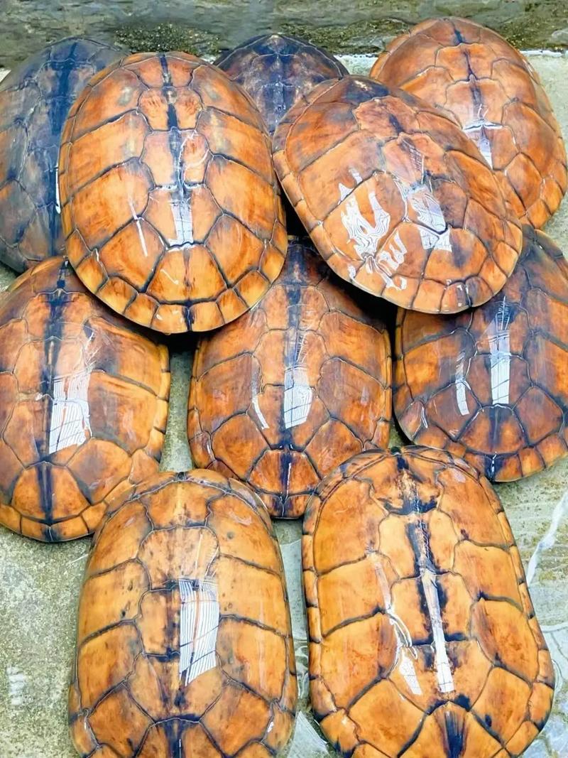 石龟品种有多少？附图片大全吗？-图1