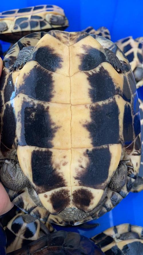 石龟品种有多少？附图片大全吗？-图3