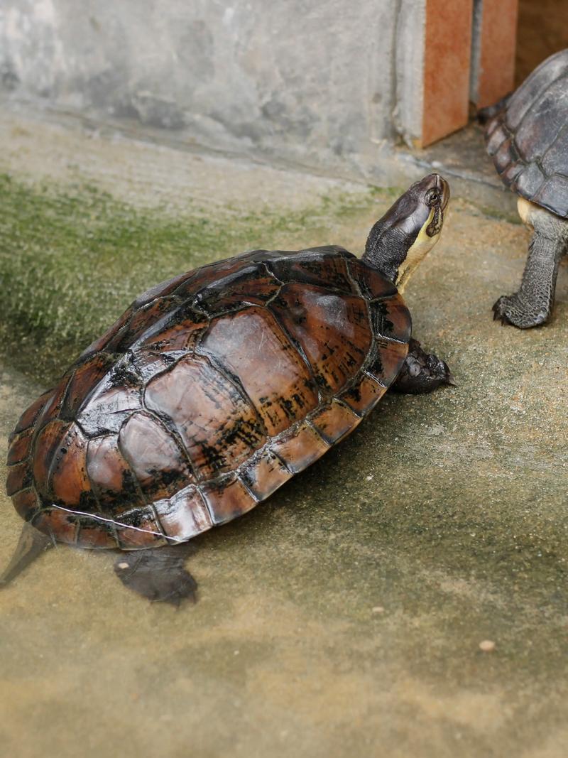 石龟品种有多少？附图片大全吗？-图2