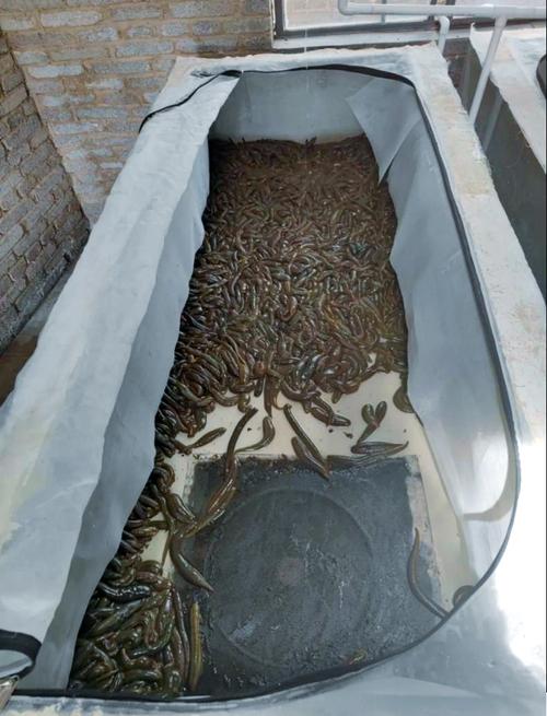 水蛭的养殖技术2025-图1