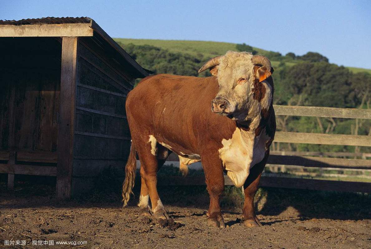 海福特牛哪个品种最好吃?-图3 海福特牛哪个品种最好吃?-图3