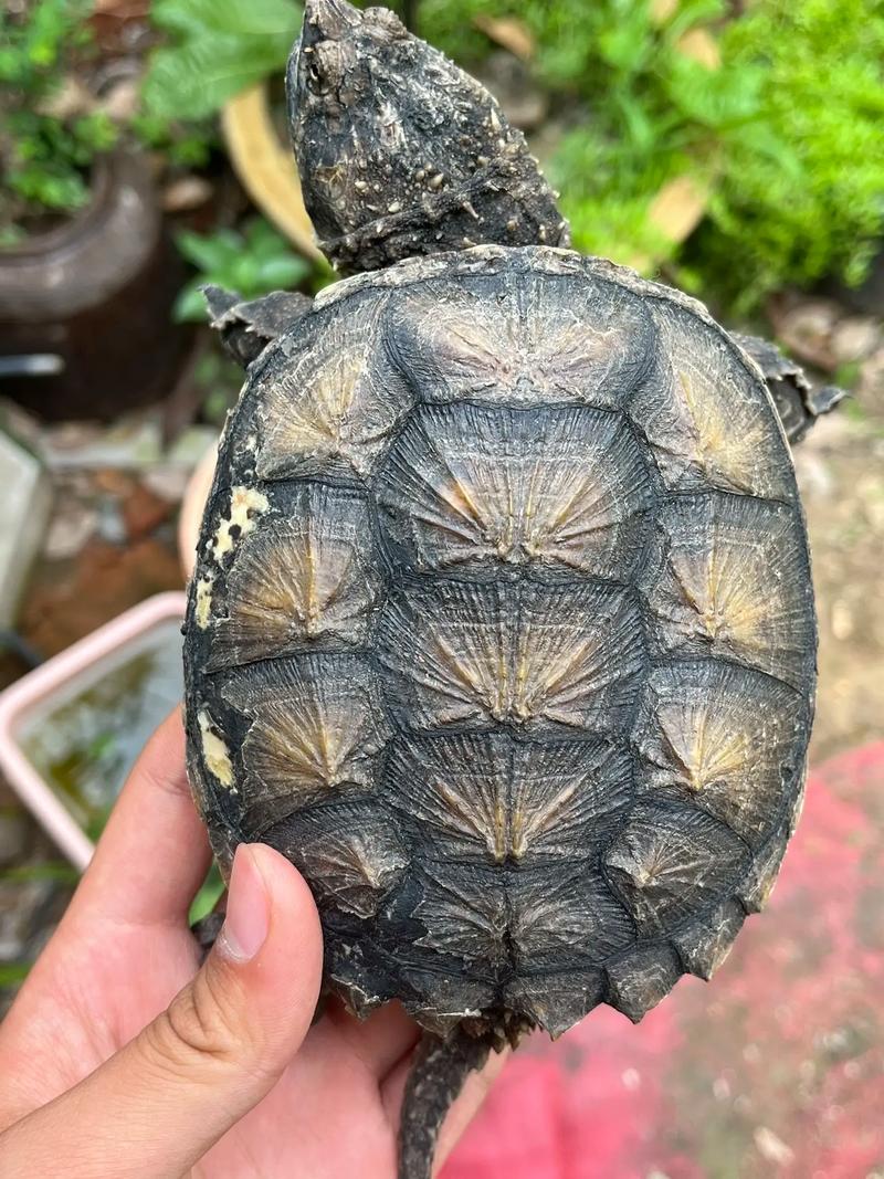 2025佛鳄龟价格为何下跌?-图1 2025佛鳄龟价格为何下跌?-图1