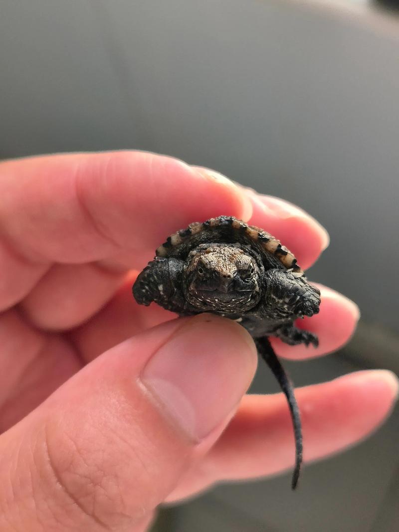 2025佛鳄龟价格为何下跌?-图3 2025佛鳄龟价格为何下跌?-图3