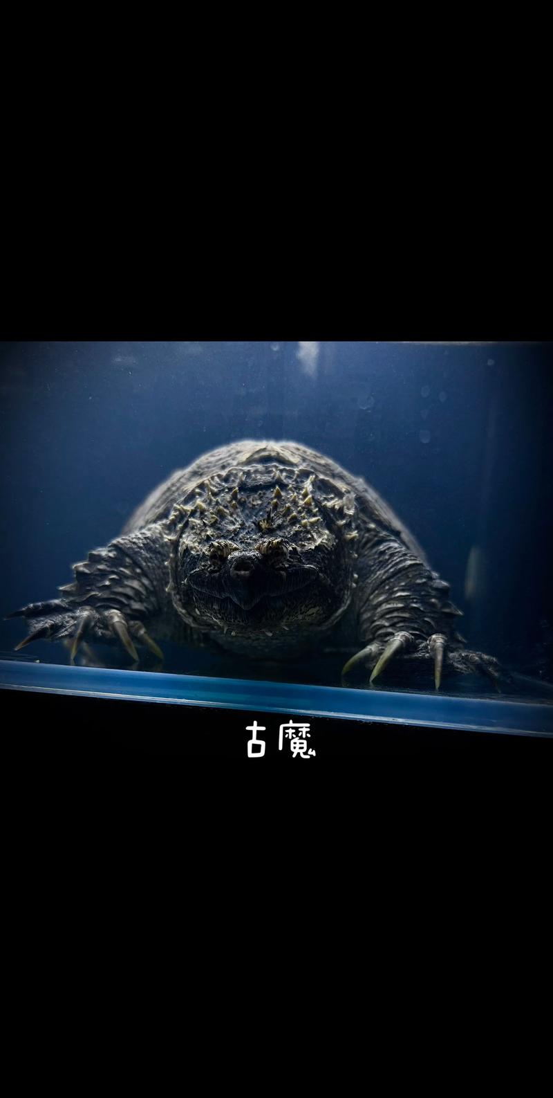 2025佛鳄龟价格为何下跌?-图2 2025佛鳄龟价格为何下跌?-图2